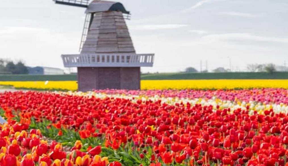 The Tulip Barn getting ready for the new season in 2025