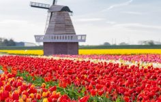 The Tulip Barn getting ready for the new season in 2025
