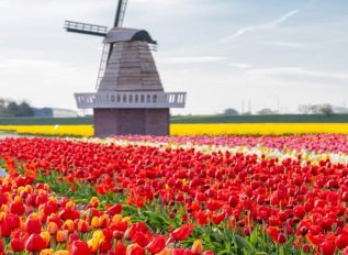 The Tulip Barn getting ready for the new season in 2025