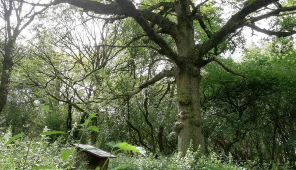Great Tree Beauties 1: Hatfield Forest and the Doodle Oak tree