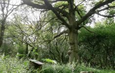 Great Tree Beauties 1: Hatfield Forest and the Doodle Oak tree