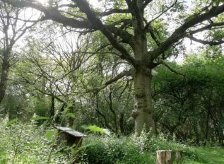 Great Tree Beauties 1: Hatfield Forest and the Doodle Oak tree
