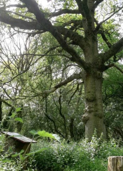 Great Tree Beauties 1: Hatfield Forest and the Doodle Oak tree