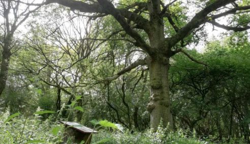 Great Tree Beauties 1: Hatfield Forest and the Doodle Oak tree
