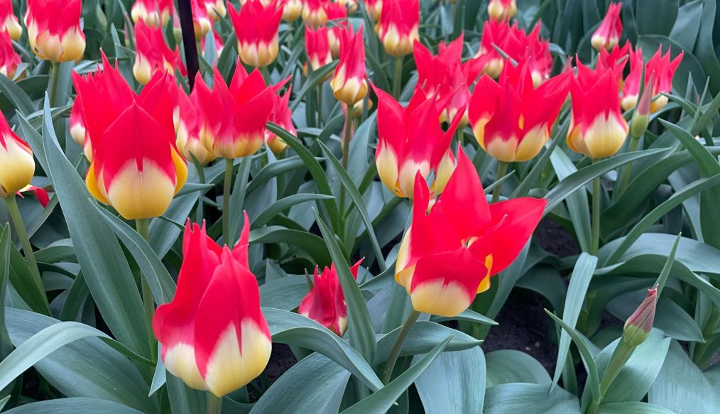 Tulip showcase at Keukenhof