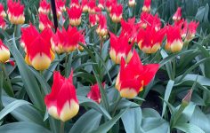 Tulip showcase at Keukenhof