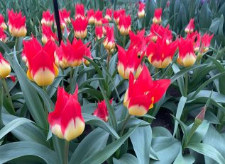 Tulip showcase at Keukenhof