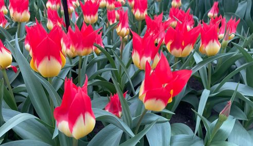 Tulip showcase at Keukenhof