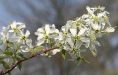 Amelanchier shrub for spring and autumn colours