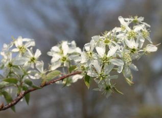 Amelanchier shrub for spring and autumn colours