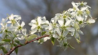Amelanchier shrub for spring and autumn colours