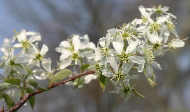 Amelanchier shrub for spring and autumn colours