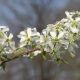 Amelanchier shrub for spring and autumn colours