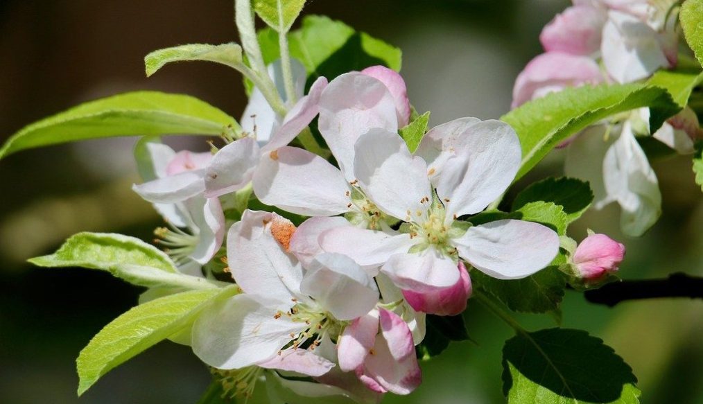 Ken demos pruning with care for apple tree results
