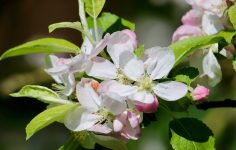 Ken demos pruning with care for apple tree results