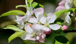 Ken demos pruning with care for apple tree results