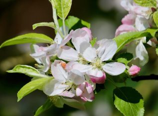 Ken demos pruning with care for apple tree results