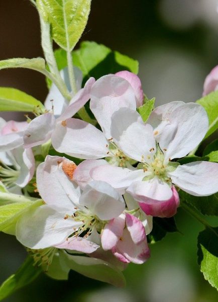 Ken demos pruning with care for apple tree results