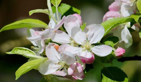 Ken demos pruning with care for apple tree results