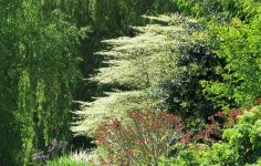 Could you create a nature-friendly garden from all invasive species? Yes, says naturalist