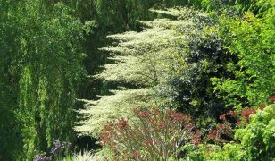 Could you create a nature-friendly garden from all invasive species? Yes, says naturalist