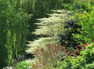 Could you create a nature-friendly garden from all invasive species? Yes, says naturalist