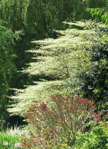 Could you create a nature-friendly garden from all invasive species? Yes, says naturalist