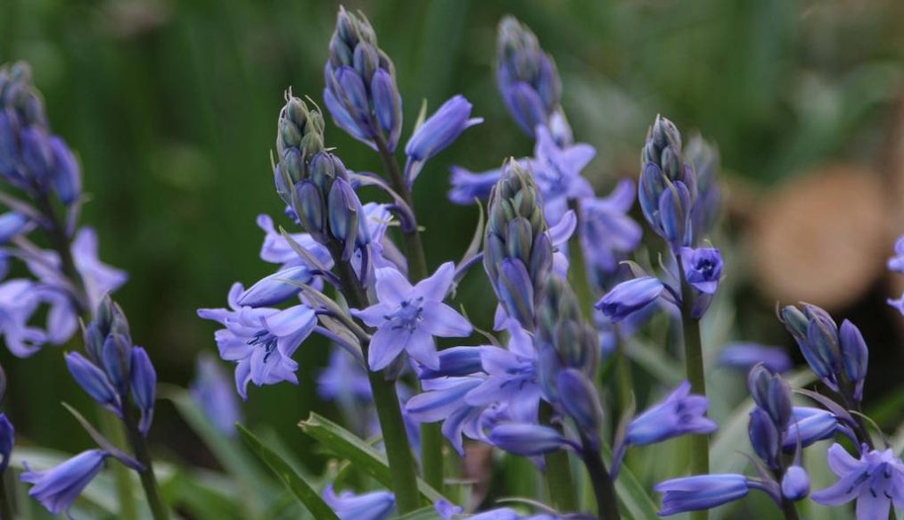 Bluebells are springing into bloom