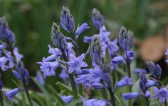 Bluebells are springing into bloom