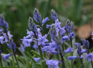 Bluebells are springing into bloom