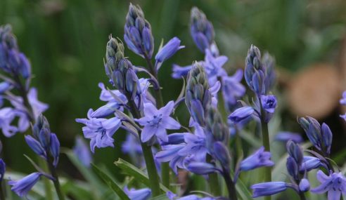 Bluebells are springing into bloom