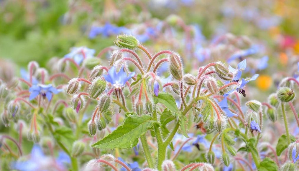 Fields of blue borage