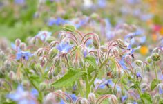 Fields of blue borage