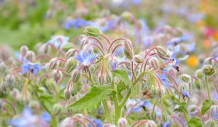 Fields of blue borage