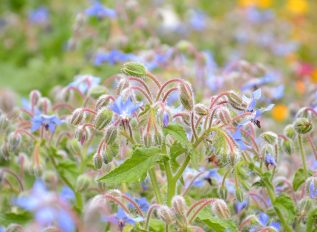 Fields of blue borage