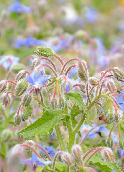 Fields of blue borage