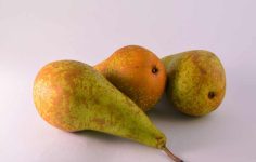 Tracing the cultivars of the world famous Rivers Nursery