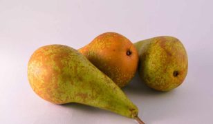 Tracing the cultivars of the world famous Rivers Nursery