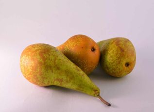 Tracing the cultivars of the world famous Rivers Nursery