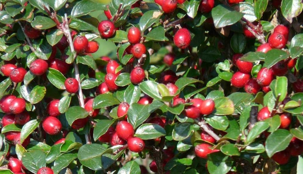 Snooping neighbours? How to use shrubs and hedging to protect your privacy