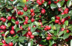 Snooping neighbours? How to use shrubs and hedging to protect your privacy