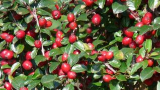 Snooping neighbours? How to use shrubs and hedging to protect your privacy