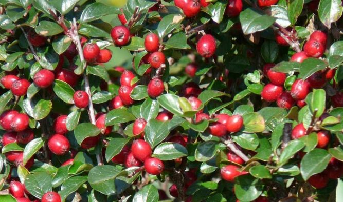 Snooping neighbours? How to use shrubs and hedging to protect your privacy