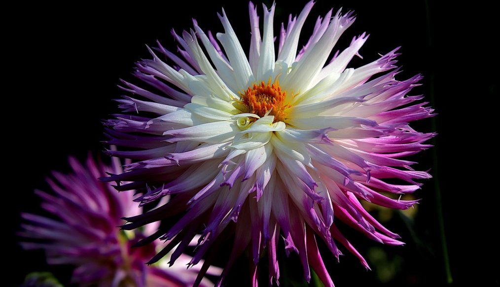 Dahlia delights