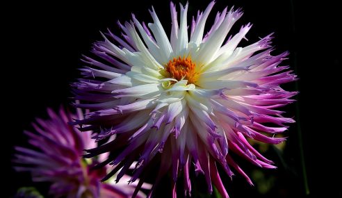 Dahlia delights