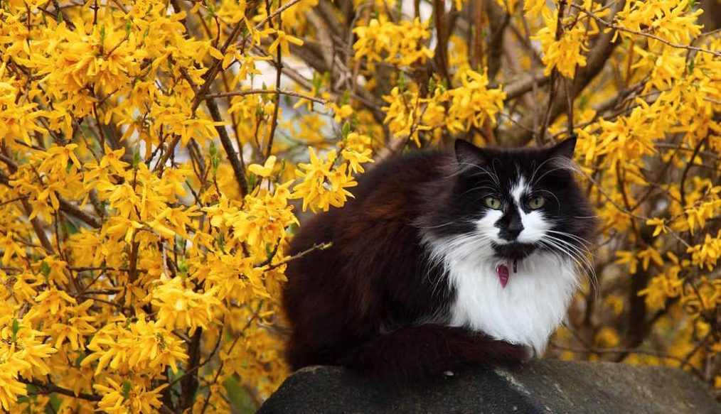 Don’t use a hedge trimmer on forsythia and here’s why…