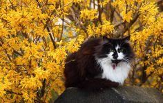 Don’t use a hedge trimmer on forsythia and here’s why…