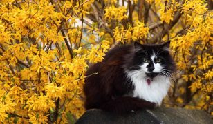 Don’t use a hedge trimmer on forsythia and here’s why…