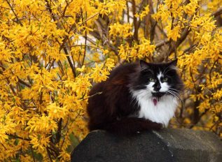 Don’t use a hedge trimmer on forsythia and here’s why…
