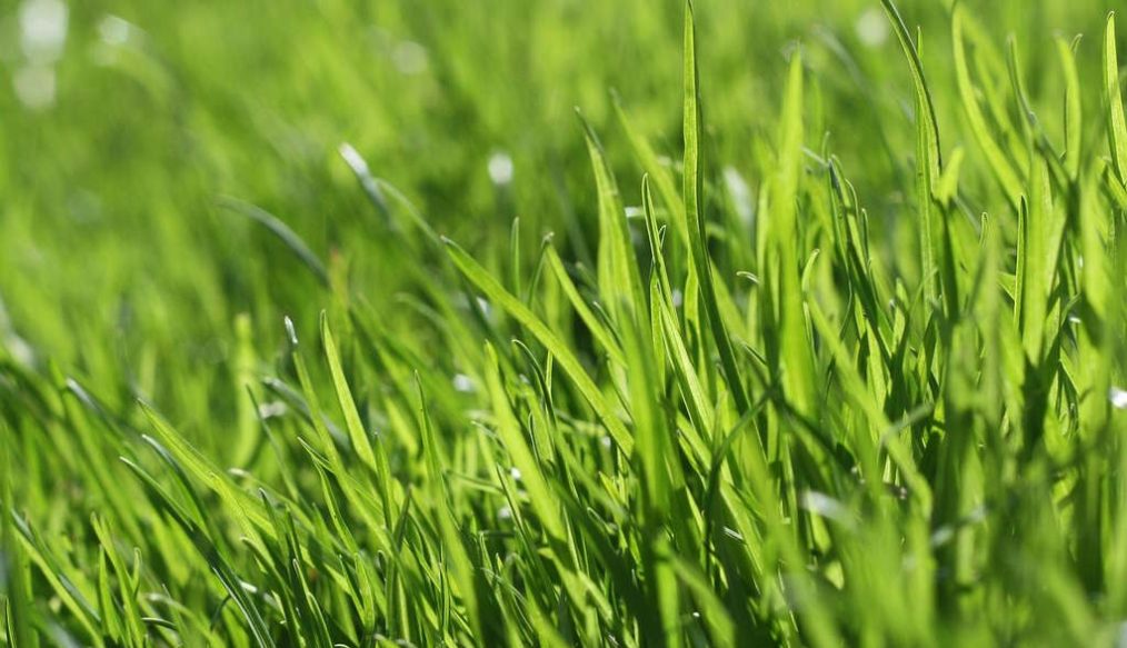 Beware a dry lawn and applying liquid weed killers or fertilizers